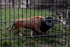 (Vidéo) Affamé, un lion se retrouve la tête coincée dans un baril de viande