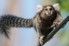 Quatre singes suédois interdits de séjour en Arabie saoudite à cause d'une crise diplomatique Quatre singes suédois interdits de séjour en Arabie saoudite à cause d'une crise diplomatique