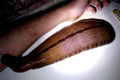 (Vidéo) Une sangsue comme animal de copagnie (Vidéo) Une sangsue comme animal de copagnie