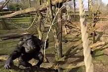 (Vidéo) Un singe abat un drone avec une branche