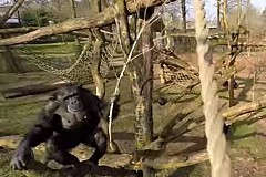 (Vidéo) Etats-Unis : un gorille terrifie une famille dans un zoo en se jetant contre une vitre