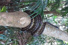 (Vidéo) Thaïlande: Un python grimpe dans un arbre