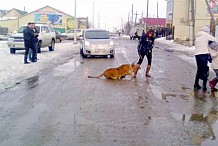 Un lion attaque une fillette en... Sibérie
