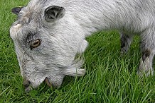 Amazon lance un service de location de chèvres tondeuses aux États-Unis