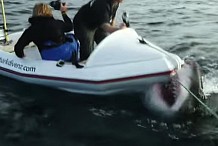 (Vidéo) Un énorme requin blanc attaque un minuscule bateau