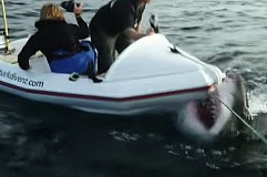 (Vidéo) Un énorme requin blanc attaque un minuscule bateau (Vidéo) Un énorme requin blanc attaque un minuscule bateau