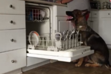 (Vidéos) Ce chien utilise les  toilettes comme un être humain