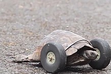 (Vidéo) Une tortue handicapée de 90 ans se déplace sur des roulettes