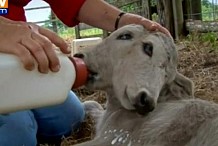 (Vidéo) Un veau à deux têtes est né en Floride