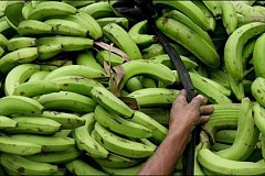 Inde: La police force un voleur à ingurgiter 60 bananes Inde: La police force un voleur à ingurgiter 60 bananes