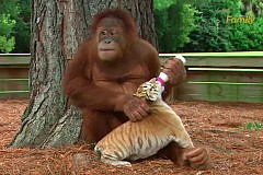(vidéo) Une femelle orang-outan donne le biberon à un bébé tigre (vidéo) Une femelle orang-outan donne le biberon à un bébé tigre