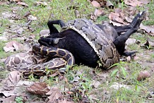 (Vidéo) Inde: Un python avale une chèvre