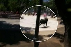 (Vidéo) Espagne: Un taureau fait un carnage en pleine ville