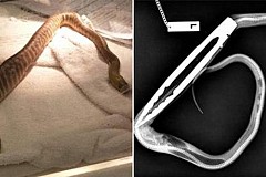 (Photos et Vidéo) Un python se fait opérer après avoir avalé une pince de barbecue (Photos et Vidéo) Un python se fait opérer après avoir avalé une pince de barbecue