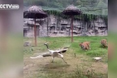(Vidéo) Chine: Une grue se retrouve face à deux tigres dans un zoo