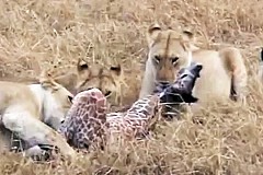 (Vidéo) Une girafe tue une lionne devant les touristes