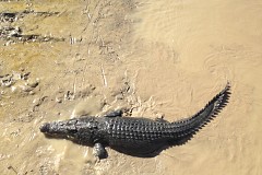 Mexique: Un gamin dévoré vivant par un crocodile devant son père Mexique: Un gamin dévoré vivant par un crocodile devant son père