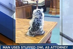 Il se présente au tribunal avec une chouette en peluche en guise d’avocat Il se présente au tribunal avec une chouette en peluche en guise d’avocat