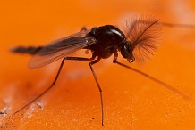 Mystère/ Peur panique à Aboisso: La ville envahie par des moucherons
