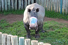(photo) Des braconniers arrachent les cornes d'un rhinocéros: il souffre d'une entaille de 50 centimètres