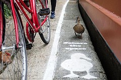 (Vidéo) Des voies réservées aux canards sur les bords des canaux britanniques