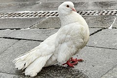 Inde : Un pigeon suspecté d'être un espion arrêté par la police