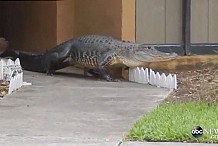 Etats-Unis: Il découvre un alligator de 2,50 mètres devant sa maison