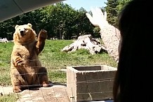(Video) Un ours prend la pose pour les touristes