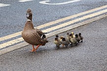 Suisse: Une autoroute fermée pour sauver des canards