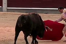 (Vidéo) Encorné, le matador perd un testicule
