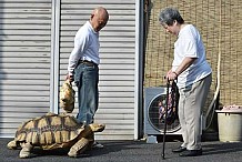 (Vidéo) Ce Japonais a pour compagnon une tortue géante