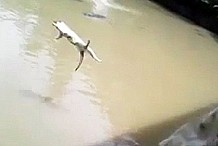 (Vidéo) Ils jettent un chat vivant dans une mare infestée de crocodiles affamés