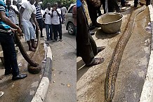 Nigeria: Un énorme serpent tué en pleine ville 