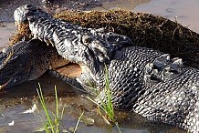 Australie: un crocodile croque un congénère sous les yeux de touristes médusés (vidéo)
