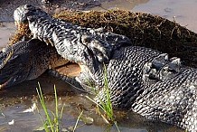 Australie: un crocodile croque un congénère sous les yeux de touristes médusés (vidéo)
