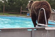 (Vidéo) Un ours fait un joli plongeon dans une piscine pour se rafraîchir