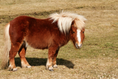 Paris: Un homme de 74 ans surpris en train de violer un poney dans un centre équestre