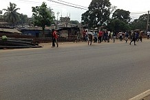 Adjamé : Un boeuf bloque la circulation des véhicules sur l’autoroute