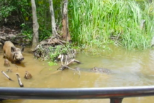 (Vidéo) Surpris, ce porc sauvage se fait dévorer par un alligator 