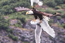 Le spectaculaire combat aérien entre un aigle et deux goélands