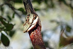 (Photos) Zambie: Ce serpent a tenté en vain d'avaler son congénère