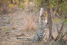 (Photos) Afrique du Sud: Combat entre un léopard et un python