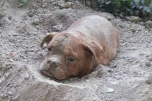 (Photos) Paris : Il enterre sa chienne vivante, un passant la sauve in extremis