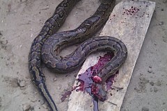 (Photos) Nigeria : Tentant de dévorer une chèvre, ce python a été tué (Photos) Nigeria : Tentant de dévorer une chèvre, ce python a été tué