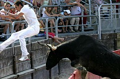 Espagne : il filme un lâcher de taureaux et meurt encorné