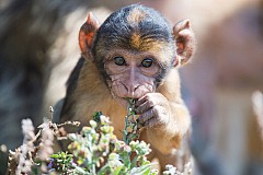 Macédoine: Ils volent un singe au zoo pour l'offrir à leur fille