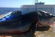 (Photo) Incroyable prise au large des côtes australiennes