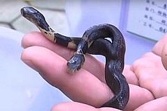 (Vidéo) Chine : Le bébé cobra à deux têtes qui voulait se dévorer