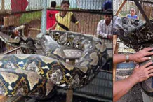 (Vidéo) Indonésie : Capture d'un python d'environ 15 mètres de long et pesant environ 450 kg