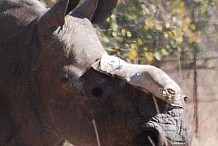 Afrique du Sud: Un rhinocéros mutilé par des braconniers reçoit une greffe de peau d'éléphant